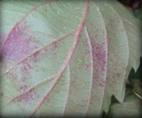 Acercamiento lámina foliar del efecto curativo.