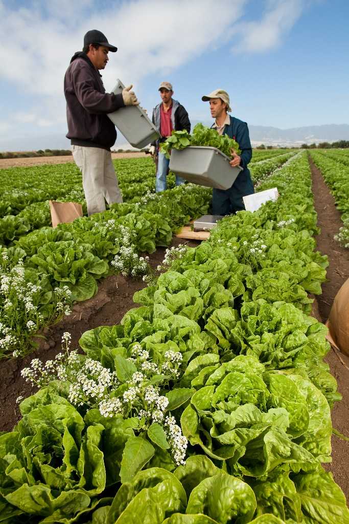Trabajadores en Salinas, California, cosechando lechuga romana orgánica producida durante una prueba de campo en la que se sembraron plantas de aliso (flores blancas) entre las plantas de lechuga, para el control de áfidos. Foto cortesía de ARS/USDA.