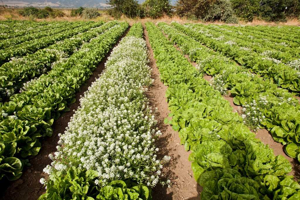 Se evaluaron varios patrones de intercalado de aliso con lechuga romana orgánica para el control de áfidos en los campos experimentales de ARS en Salinas, California. Foto cortesía de ARS/USDA.