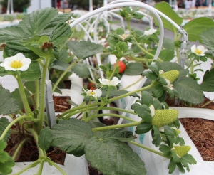 Después de exponer las plantas de fresa a la luz de focos LED, éstas dejaron de ser atacadas por ácaros rojos.