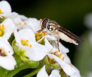 Sírfido adulto sobre una cabeza floral de aliso. Los sírfidos son enemigos naturales de los áfidos que pueden infestar la lechuga y son atraídos a los campos de cultivo por las plantas de aliso intercaladas entre las plantas de lechuga. Foto cortesía de ARS-USDA.