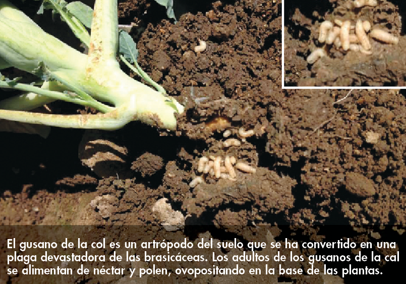Foto cortesía de Shimat Joseph, autor.