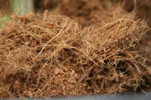 cococoir
