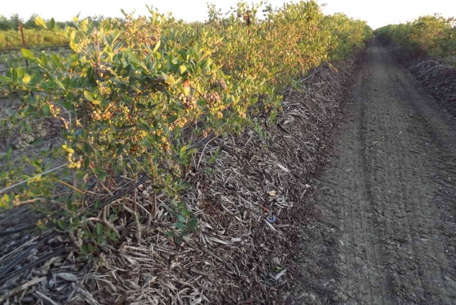 La incorporación de materia orgánica en frutillas es básica para la obtención de un adecuado sistema radicular, y ajuste de pH necesario.