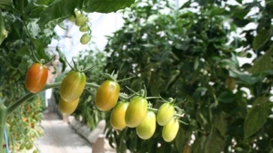 Tres factores claves para regular el rendimiento y la calidad de su cultivo