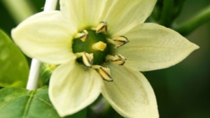 ¿Por qué ocurre el aborto de flores en chiles y tomates?