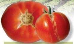 Cómo prevenir los desórdenes fisiológicos en tomates de invernadero