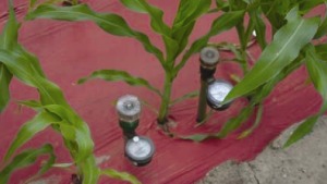 Acolchados de colores para tu producción de maíz dulce