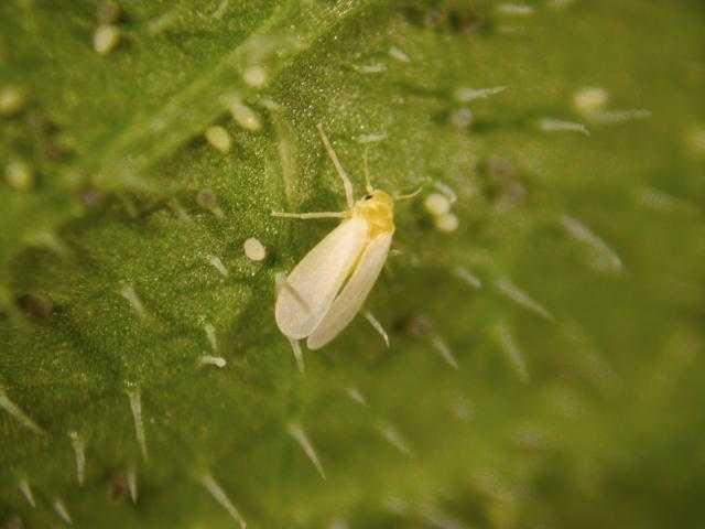 Resultado de imagen para ciclo mosca blanca en tomate