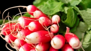 Rábanos como opción para cultivos de cobertura