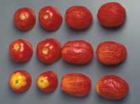 NutriciÃ³n adecuada para tomates