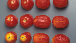 Nutrición adecuada para tomates