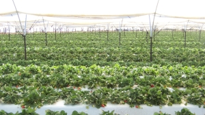 Riego adecuado para tus fresas