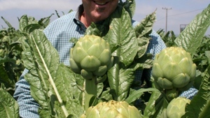 Producción ejemplar de alcachofas