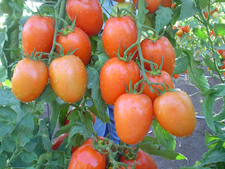 Tomates y chiles Harris Moran