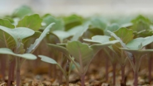 Aplicación foliar de hormonas