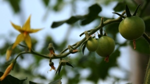 Generación de tallos extra en tomate de invernadero