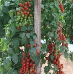 Tutorado en tomates y pimientos