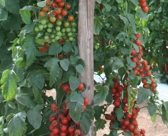 Tutorado en tomates y pimientos