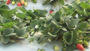 Trabajo en equipo en producciones de fresa