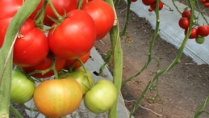Enfermedades en macrotúnel