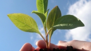 Conexión entre nutrientes en los agroalimentos y el suelo