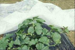 Plasticultura para la producción de melones