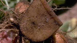 Manejo de Tizón tardío en tomates y papas