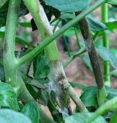 Control de tizón tardão en tomate