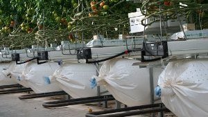 Incrementa la oxigenación del sustrato