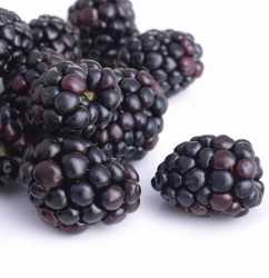 Moras de Michoacán