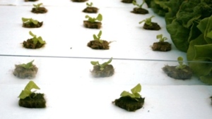 Lechugas por acuaponía