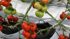 Conexión entre el ritmo de crecimiento del tomate y su estrategia de riego