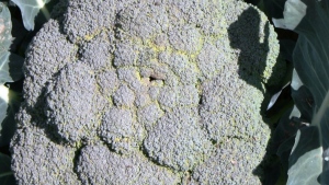 Superhortalizas: Hortalizas con altos niveles de nutrientes