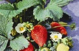 Entienda los síntomas de la Palidosis en fresas