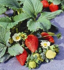 Entienda los síntomas de la Palidosis en fresas