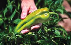 Aumento de rendimiento en chiles por fertirrigación