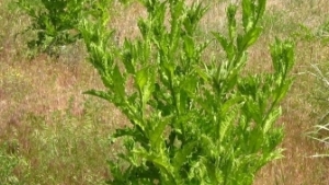 Estudio de consecuencias a largo plazo de altos niveles de CO2 en las plantas