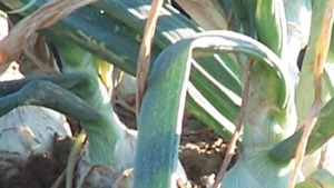 Producción de cebolla en México