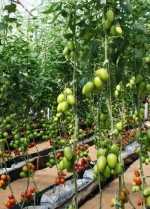 Bioinoculantes en la producciÃ³n de hortalizas