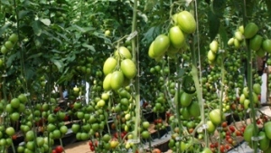 Bioinoculantes en la producción de hortalizas