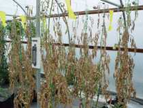 Manejo integrado del cáncer bacteriano