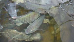 Ahorra recursos con la acuaponía