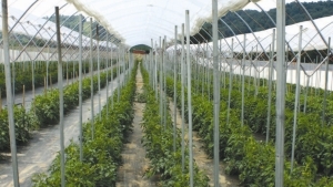 El equilibrio es clave en producción en túnel