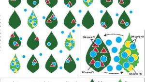 Control con plantas trampa y reservorio