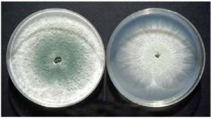 Hongos benéficos controlan patógenos y promueven crecimiento