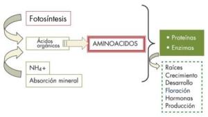 Beneficios de aminoácidos ante situaciones de estrés del cultivo