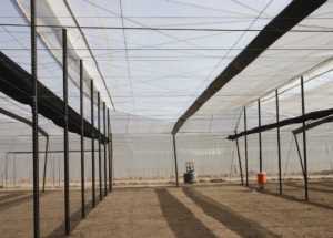 Preguntas a hacer antes de comprarte una cubierta para tu invernadero