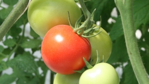 Tomate Tekitoma llega a Estados Unidos por primera vez