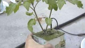 Manejo de plantas jóvenes